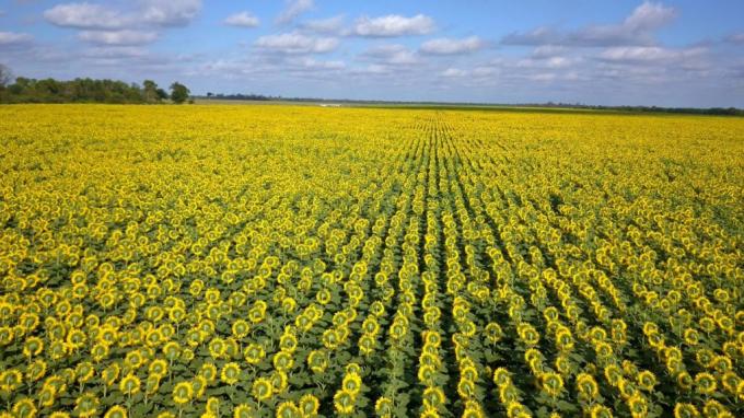 El precio de los aceites vegetales alcanza máximos de 6 años