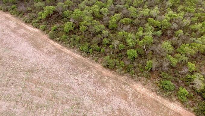Investigan las causas detrás de los desmontes ilegales en el Chaco Seco argentino