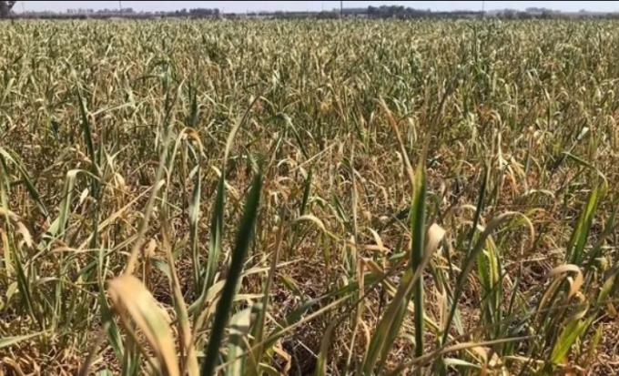 La lluvia llegó tarde para el trigo: rinde promedio de 8,5 qq/ha y lotes que van para animales o que se barbechan