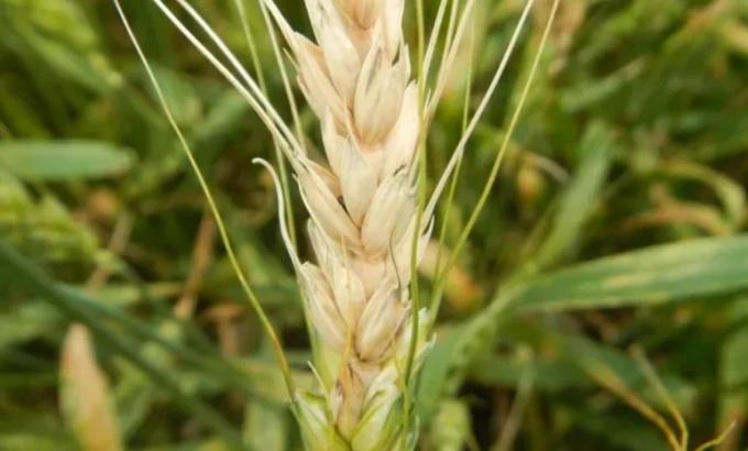 La presencia y carga de hongos en trigo y cebada es muy similar a nivel país