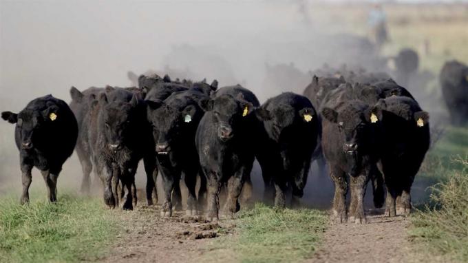 La impronta regional y el arraigo: Fortalezas de la ganadería