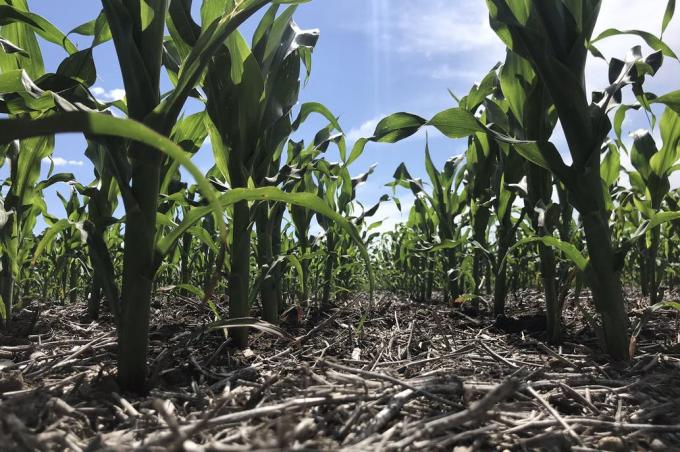 Clima: La Niña continuará afectando los cultivos durante el verano