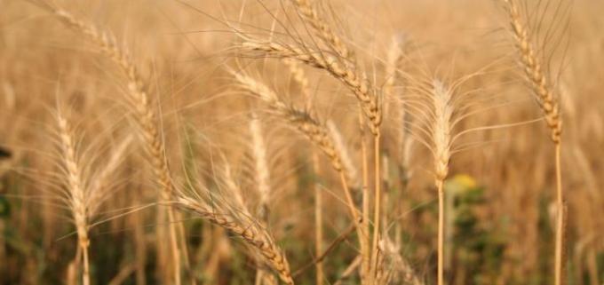 Incertidumbre en el mercado de trigo argentino: 40,7% del cultivo está en condición ‘regular a malo’