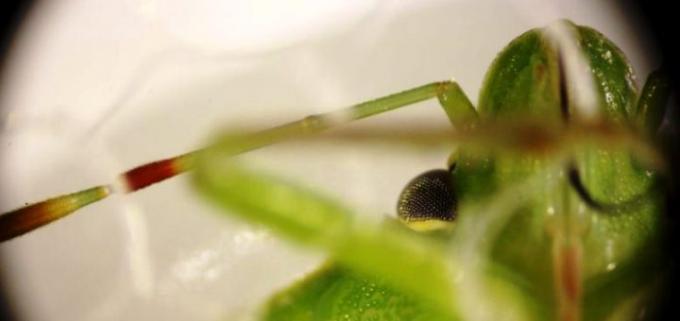 La saliva de la chinche verde impacta en la semilla de la soja