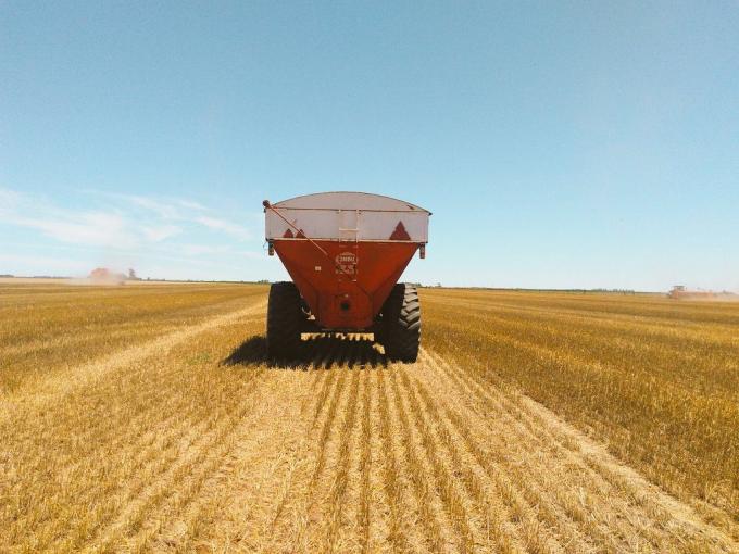 30, 15 y hasta 7,2 qq/ha: los rindes del trigo cuando comienza a ganar ritmo la cosecha