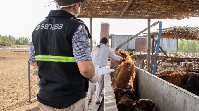 Aftosa: refuerzan los controles en la frontera con vacunas gratuitas