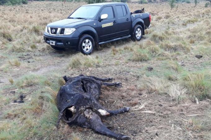 No lo dejaban entrar a San Luis y cuando lo hizo se encontró con un drama en su campo