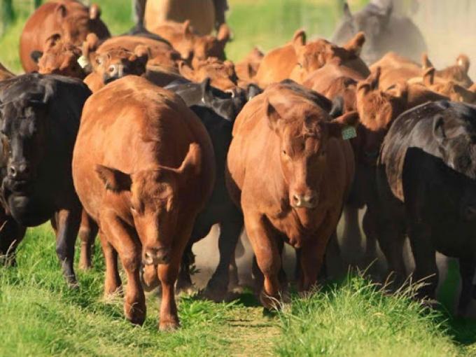 La faena de novillo es la más alta desde 2012