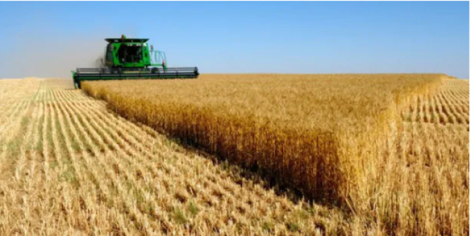Cae el rendimiento promedio del trigo y la producción pierde 300 mil toneladas en la zona núcleo