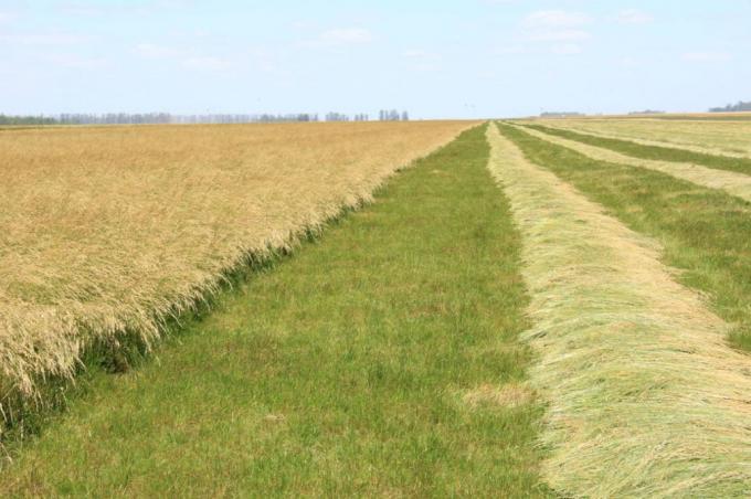 Exportaciones de semilla forrajera: las claves detrás del negocio de producción