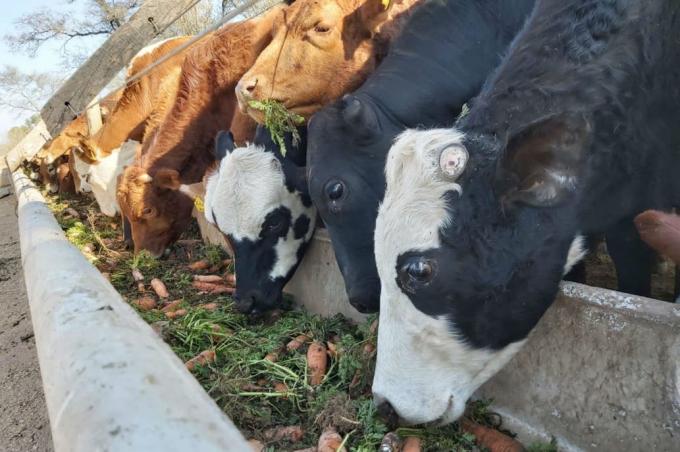 Zanahoria: las vacas no solo comen pastos o granos