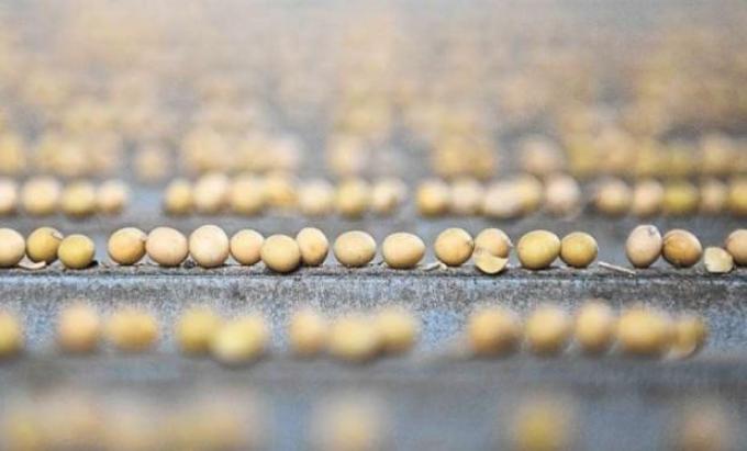 La industria semillera y SENASA lanzaron el Plan de Certificación Fitosanitaria