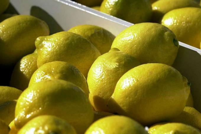 Limones: EE.UU. ya es el segundo mercado individual para el país y prevén más exportaciones en 2021