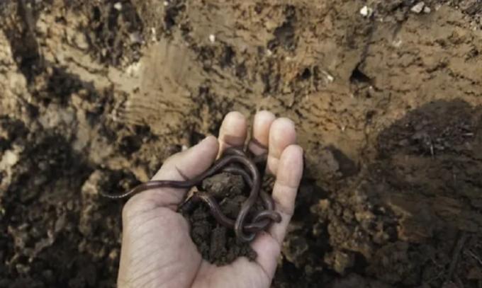 Advierten sobre el descuido de la biodiversidad de los suelos y los efectos en la producción de alimentos