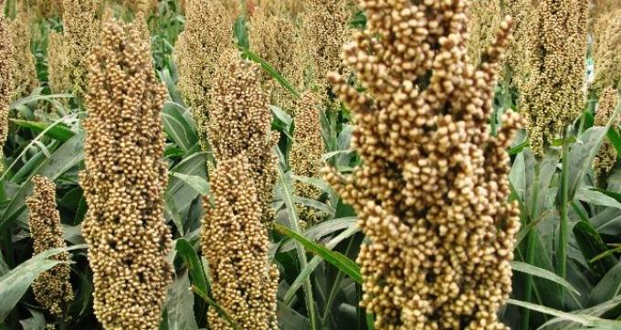 Las ventas anticipadas de sorgo ganan terreno respecto de 2019