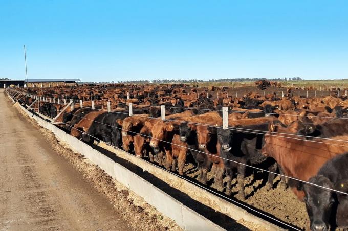 Feedlot: el orden de carga de los ingredientes, una decisión para prestar atención