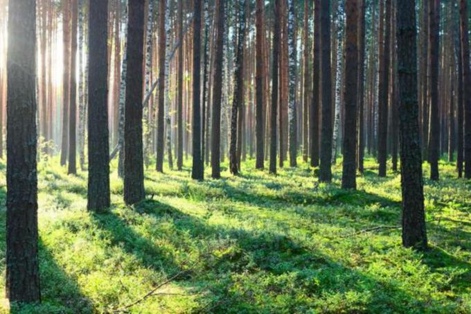 Agricultura entregó más de 287 millones de pesos al sector forestal en 2020