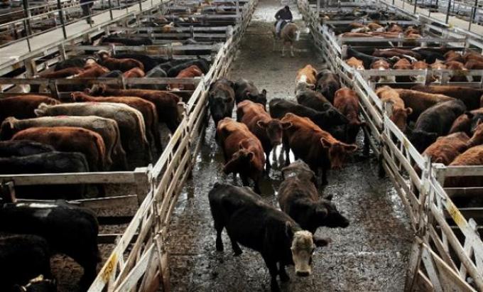 Senasa dispuso la habilitación de locales destinados a la concentración de animales ante el riesgo sanitario