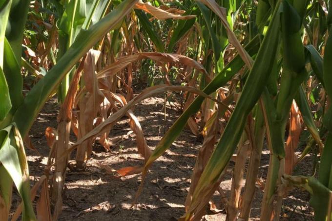 Lluvias: dieron alivio en algunas regiones, pero esquivaron la zona núcleo