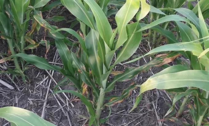 Entre Ríos: detectan presencia de "mancha de hollín" en sorgo y brindan pautas de manejo