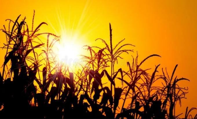 Alerta rojo: el maíz temprano define rinde en la zona núcleo, en donde un 65% del área está en sequía