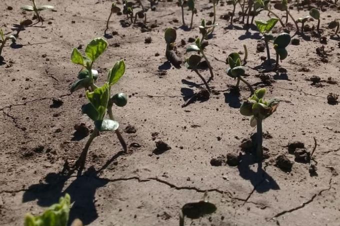 Justo a tiempo: la lluvias alivian a la soja y se aleja el fantasma de la sequía