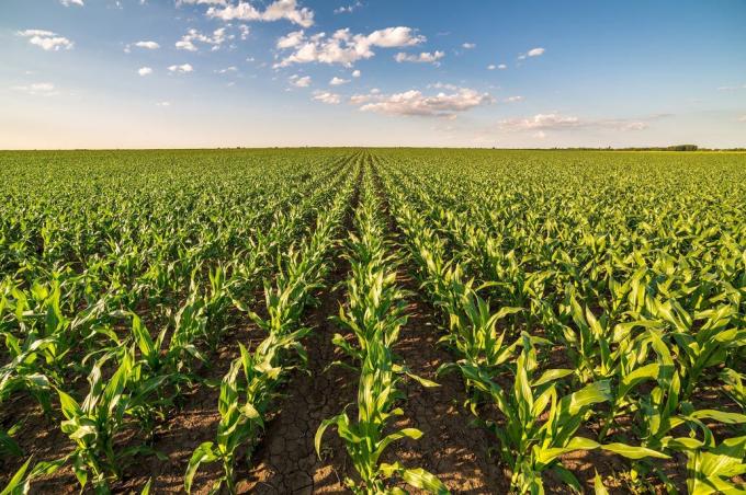 Maíz: dudas e incógnitas en el campo por cómo se va implementar el cupo