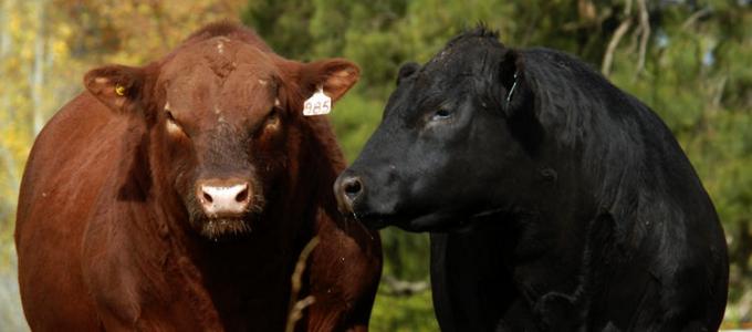 La Asociación Angus de Argentina firma un convenio con su par de España
