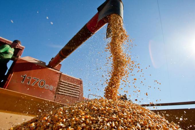 El maíz tampoco para: el precio del cereal que está en el centro de la escena política se ubica en su máximo valor desde 2013