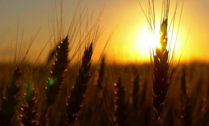 Productividad e impacto ambiental: el gran desafío para el agro