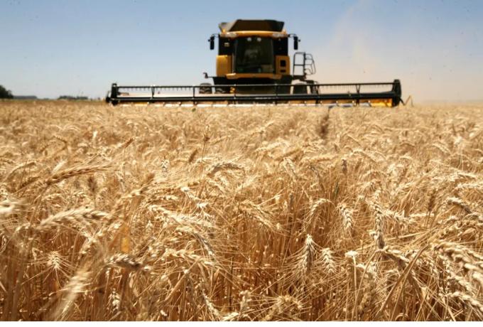 Trigo. Los aranceles a las exportaciones rusas podrían hacer caer el valor internacional