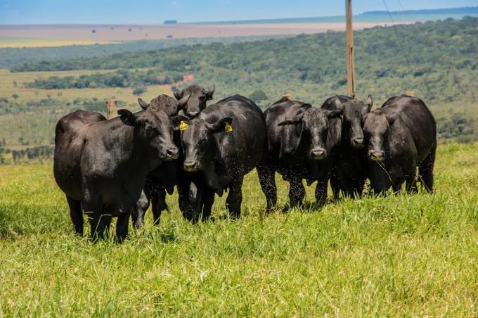 Tras la suba: en las próximas semanas el precio de la carne estará "planchado"