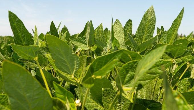 Suavizada en enero, La Niña volvería a golpear en febrero y se extingue en marzo