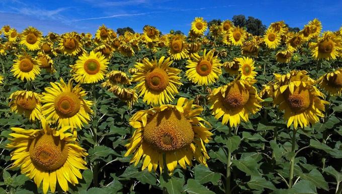 Girasol: mejores rendimientos y muy buenos valores de materia grasa