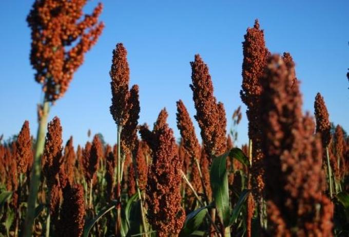 El sorgo comenzó a transitar la última parte de la siembra