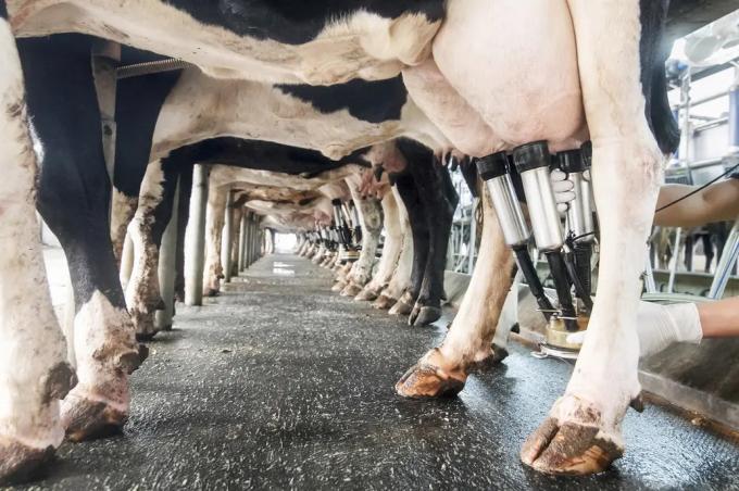 Los productores lecheros rechazan el "desacople" en el mercado
