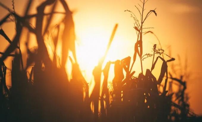 El impacto de la ola de calor en la región núcleo: no será fácil que las próximas lluvias repongan los milímetros perdidos
