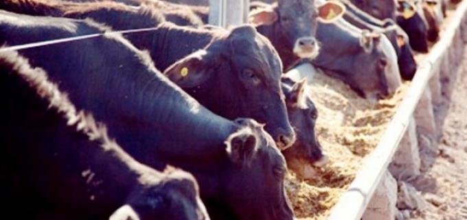 La Argentina ya cuenta con un protocolo de evaluación para el engorde a corral