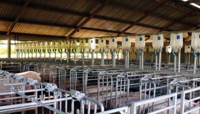 Una firma china sacrificó 1.000 cerdas por la aparición de dos nuevas cepas de Peste Porcina Africana