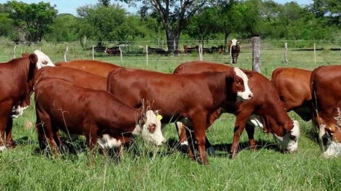 Santa Fe a la vanguardia en la producción de carne bovina a nivel nacional