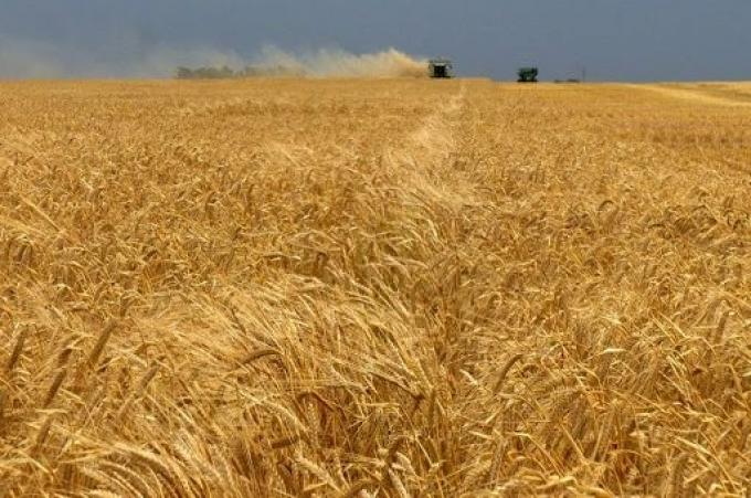 La producción de cebada aumento 17%