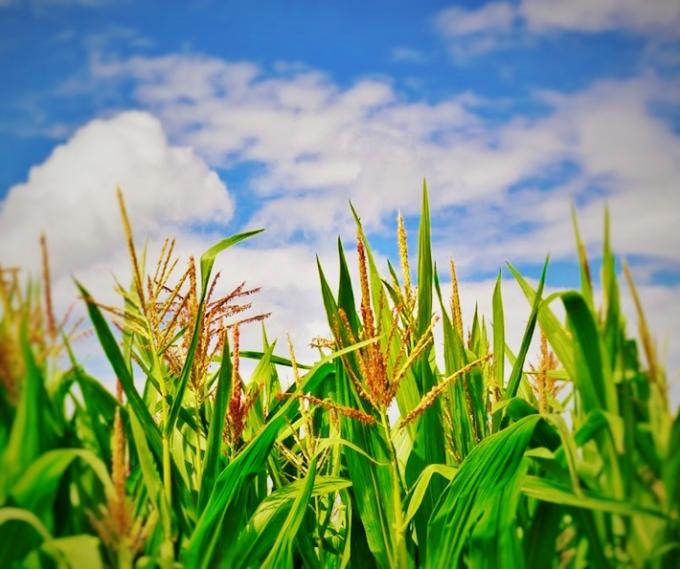 Maíz de primera: El rinde promedio oscilaría entre 5.500 a 6.000 Kg/ha