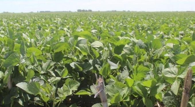 La ola de calor aceleró la pérdida de condición del cultivo de soja