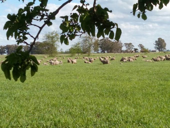 Mario Schwindt heredó un campo en malas condiciones pero logró reconvertirlo y hoy casi no usa agroquímicos: “Si tenés un proyecto claro no vas a tener problemas”