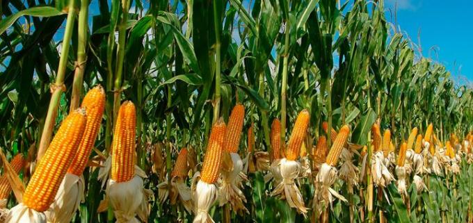 La autoridad europea en alimentos aprobó un maíz con 4 eventos apilados