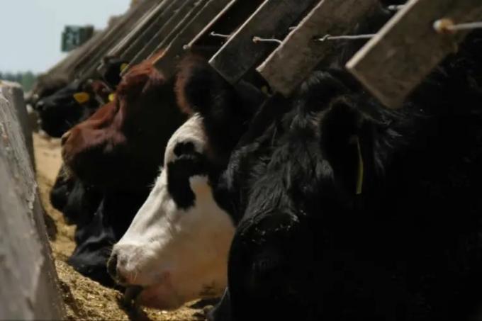 En enero se desplomó 14,24% la faena vacuna y fue la más baja en cinco años para ese mes