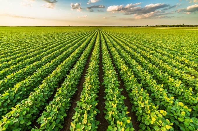 Un pacto que le podría sacar "canas verdes" al campo argentino