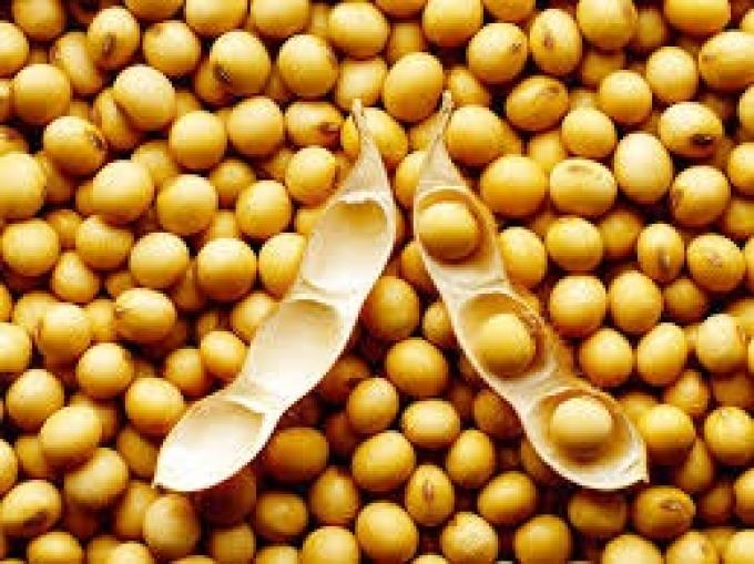 Pese a su lento avance, la cosecha en Brasil le resta sostén al valor de la soja