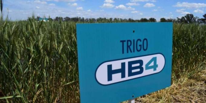 Establecieron distancias de aislamiento para cultivos de trigo y soja OGM cosechados por medios mecánicos