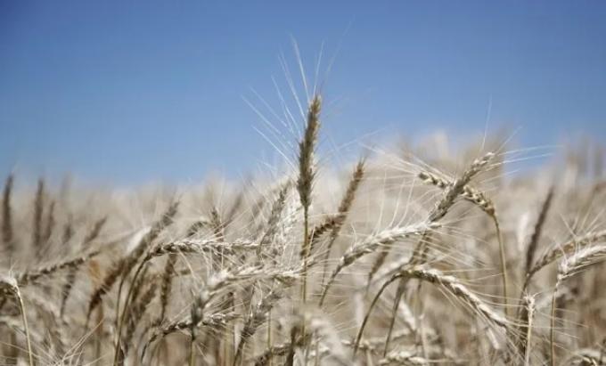 Brasil planteó la necesidad de aumentar la demanda de trigo y acercó posiciones con Buenos Aires